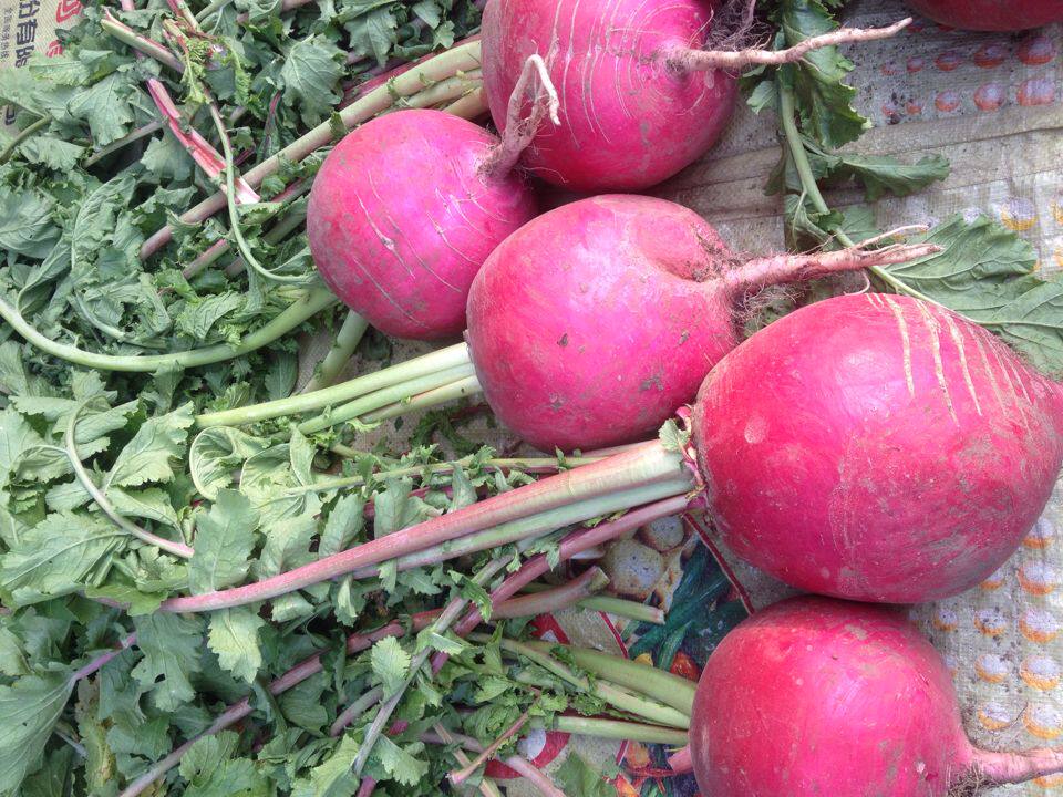 新鲜东北北大红萝卜5斤萝卜大红红袍辽宁农家其它