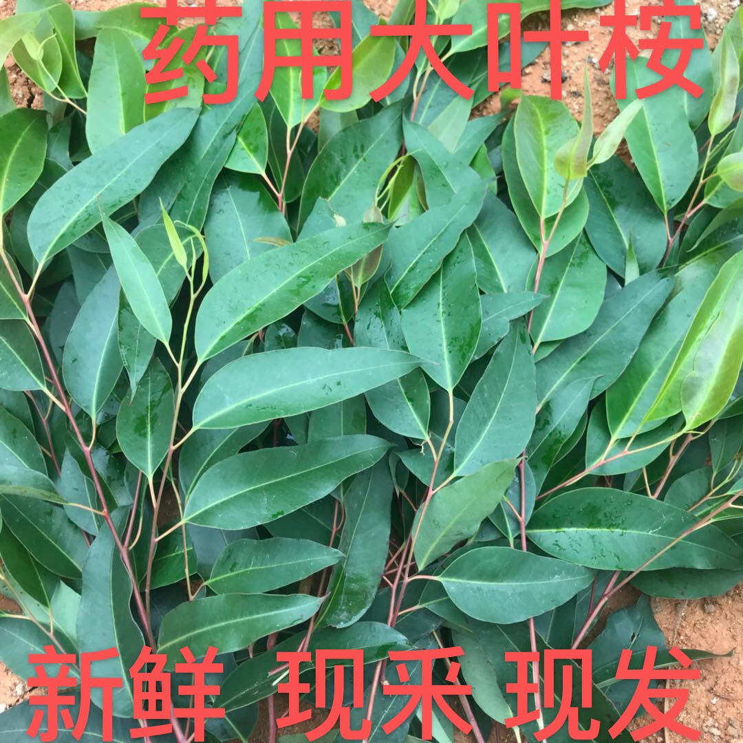 桉树的作用与功效图片