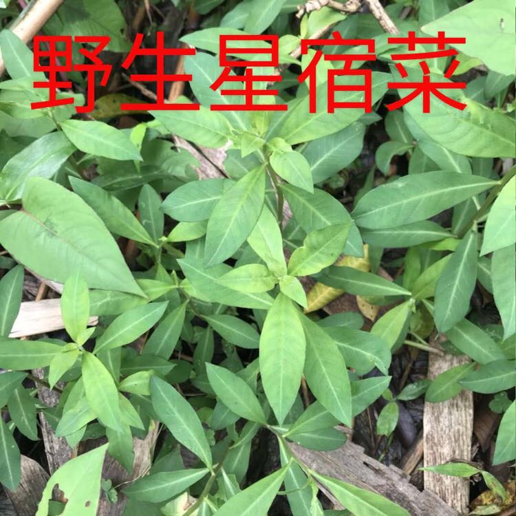 高山野生新鲜星宿菜 大田基黄干泥鳅菜红根草金鸡脚500克邮假辣蓼