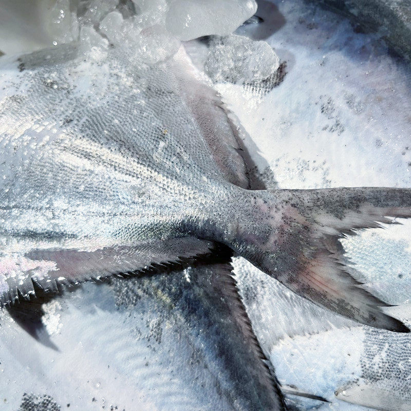 鲳鱼舟山新鲜海小白鳊鱼平鱼深海海鱼新鲜海鲜鲳鱼