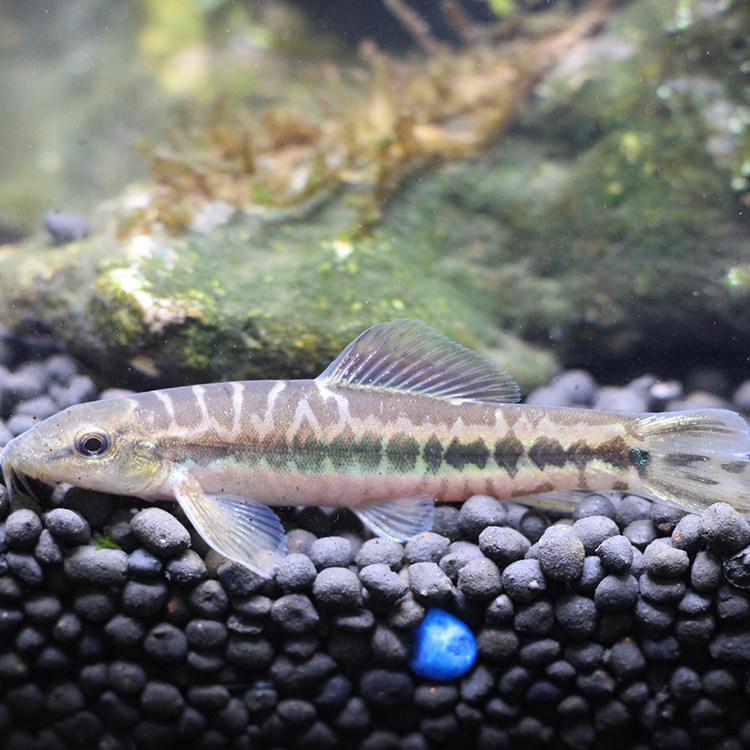 美丽小条鳅吃垃圾粪便残渣底栖翻砂清洁清洁工鱼