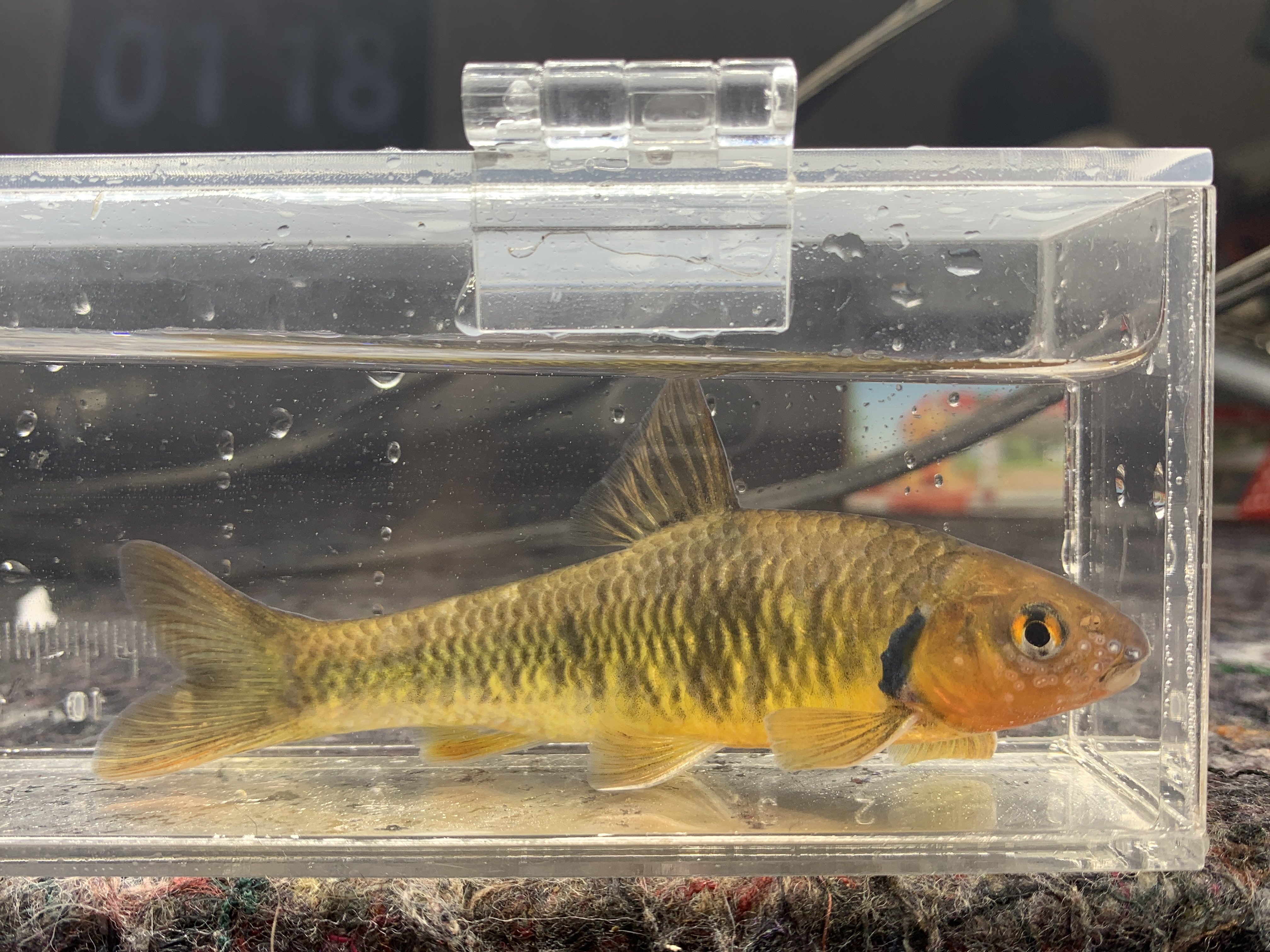 鳍鳈川西观赏鱼活体稀少底层鱼好原生小型淡水鱼