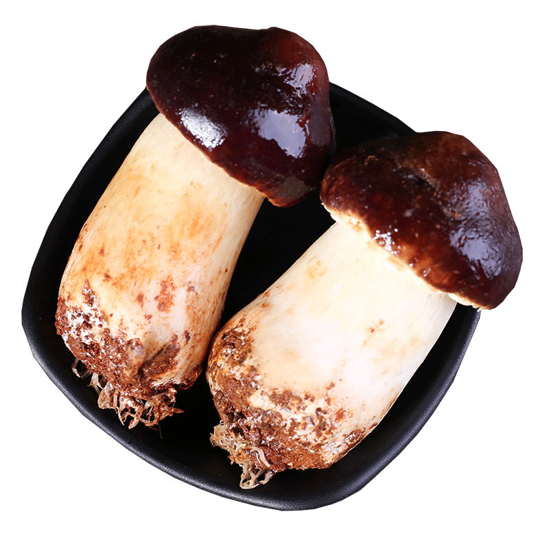 蘑菇云南新鲜姬松500g1000g赤松巴西菇松茸菌新鲜松茸