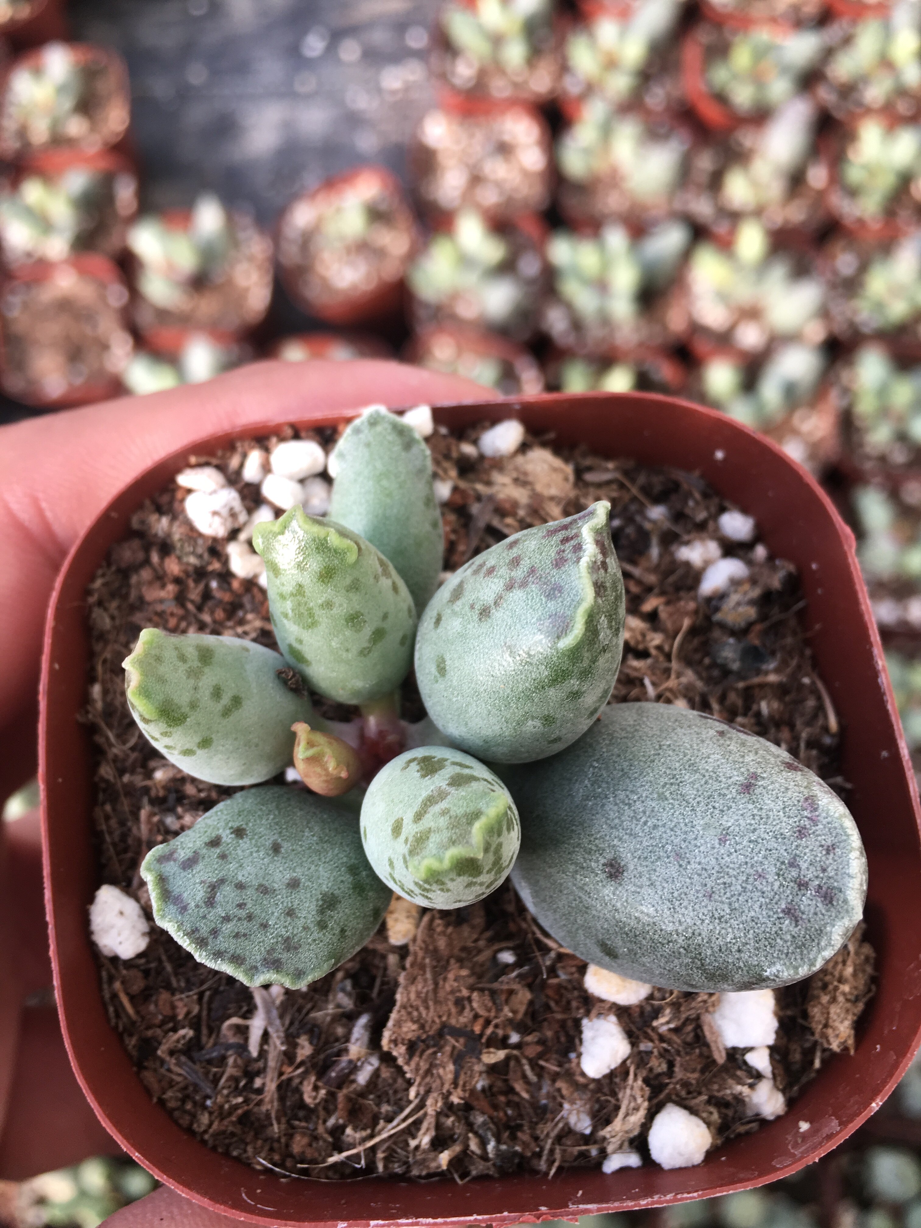 多肉植物海豹水泡盆栽绿植多肉植物