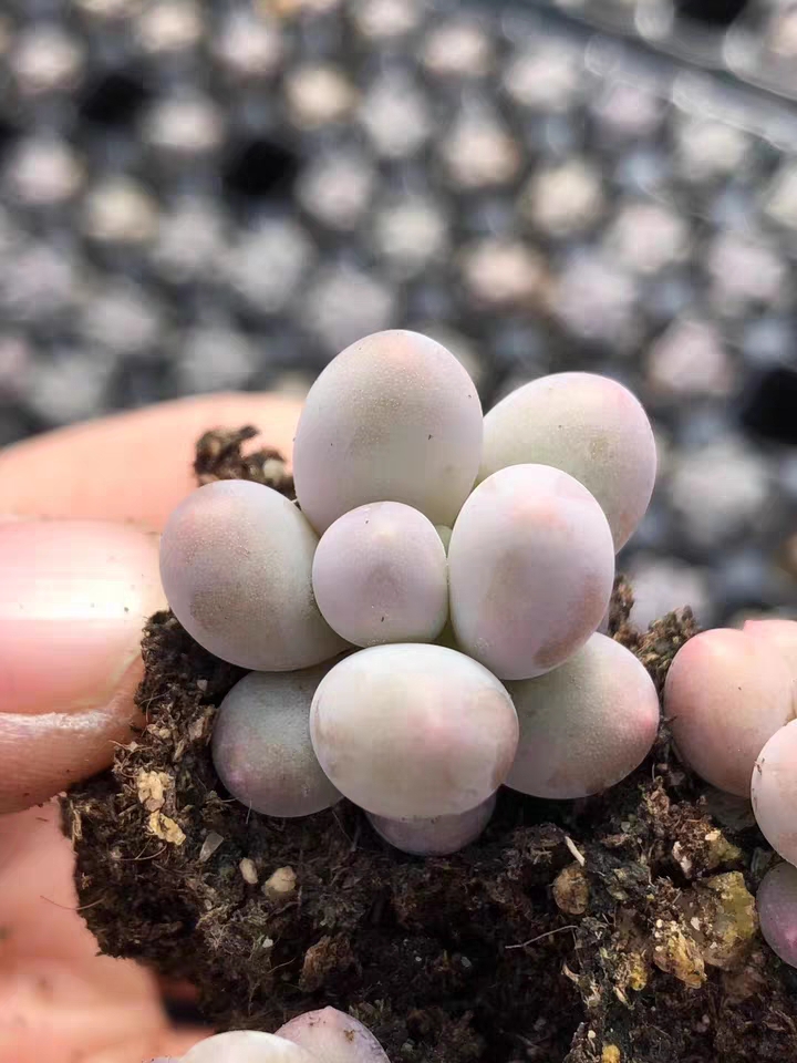 汤圆10颗包邮 多肉植物 盆栽 绿植