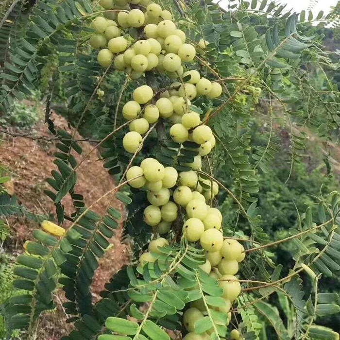新鲜孕妇1份余甘水果酸水橄榄采摘果滇果牛其它