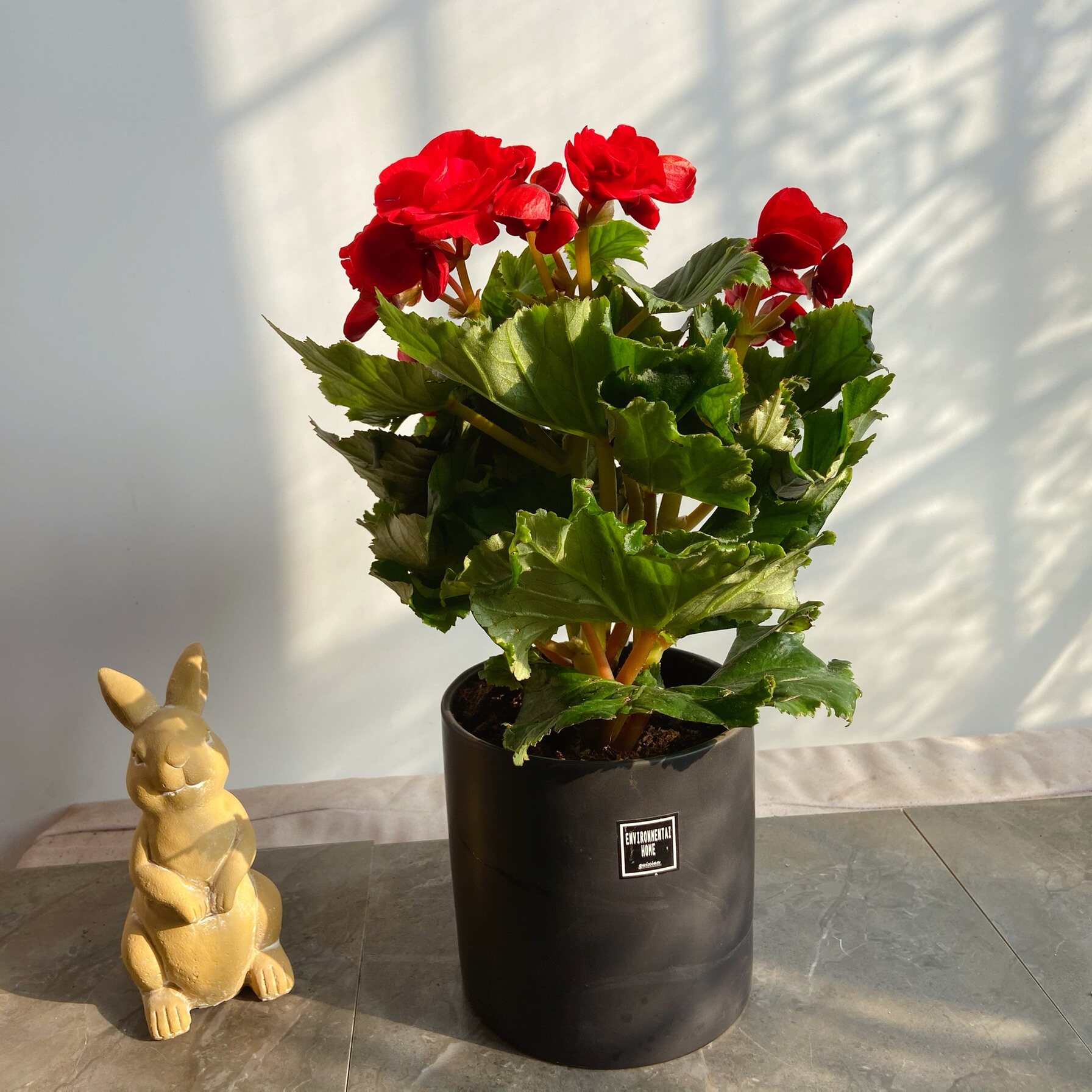 花卉盆栽海棠丽格小型桌面室内绿植年宵礼品花卉