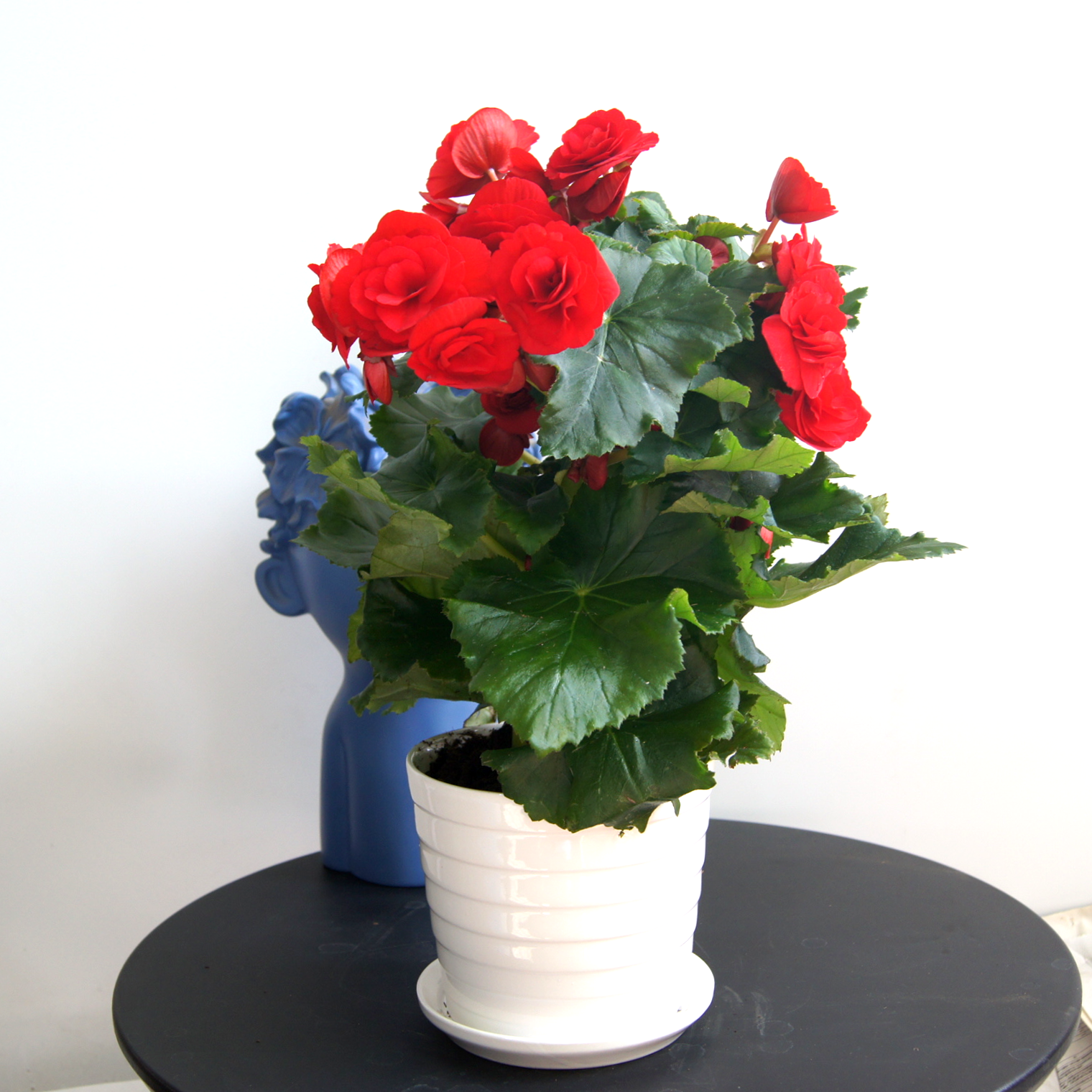 花卉盆栽海棠丽格小型桌面室内绿植年宵礼品花卉