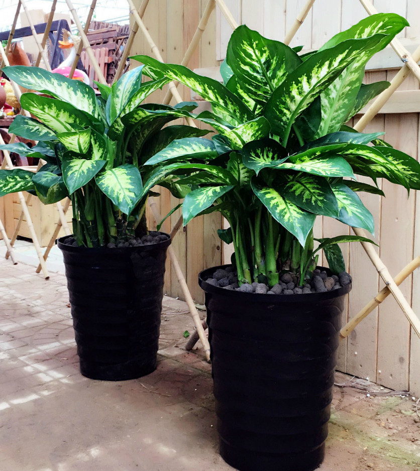 斑马万年青绿植花卉万年青花盆栽北京发货室内绿植