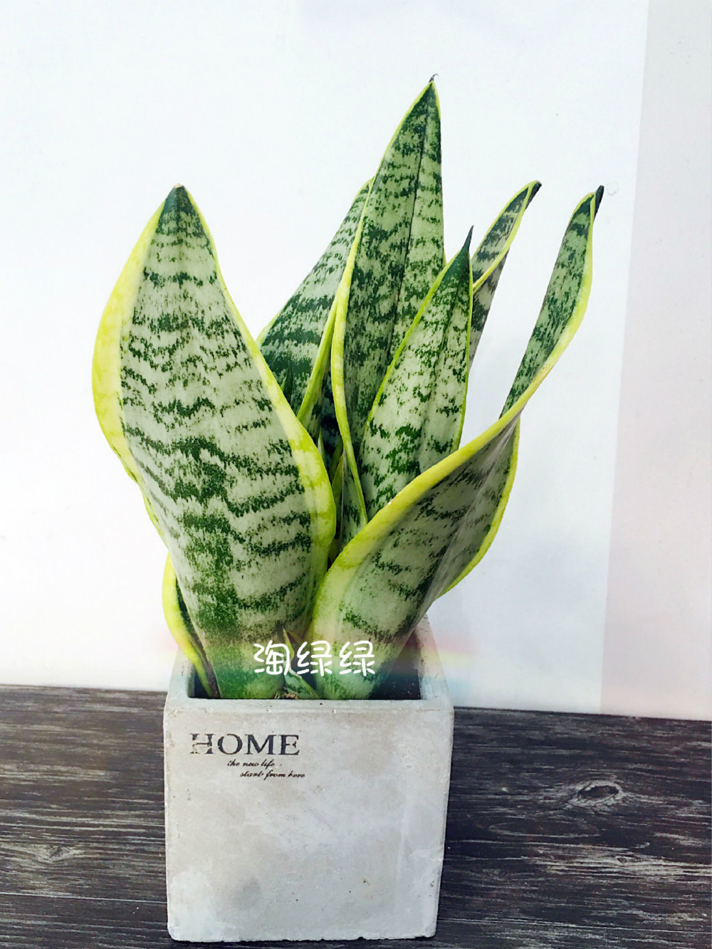 虎皮兰金金边短叶小型绿色植物绿色盆栽净化空气甲醛绿植