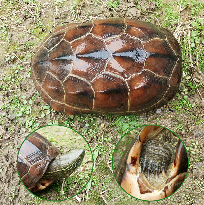 中华草龟大乌龟放生土乌龟宠物活体龟镇宅外塘大草龟母草产蛋种龟