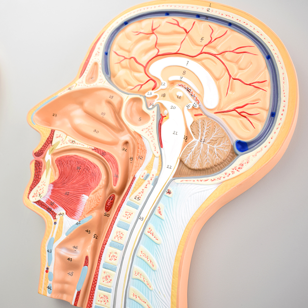 面模型正中矢状位断层标本人体断层解剖横断位额状切ct影像mri神经