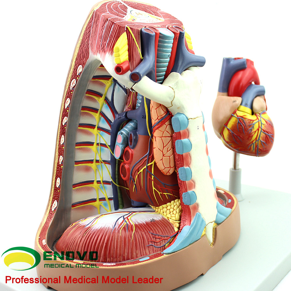 模型胸外科心脏胸腺enovo胸膜心内呼吸呼吸系统颐诺教学仪器