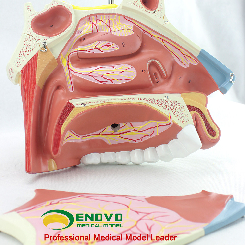 enovo颐诺人体医学鼻腔解剖模型上颌骨放大鼻甲耳鼻喉呼吸科内窥镜