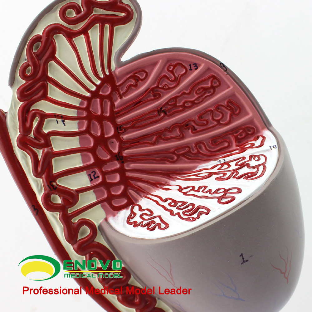 男科睾丸模型enovo教育教具医学精索精子放大教学标本