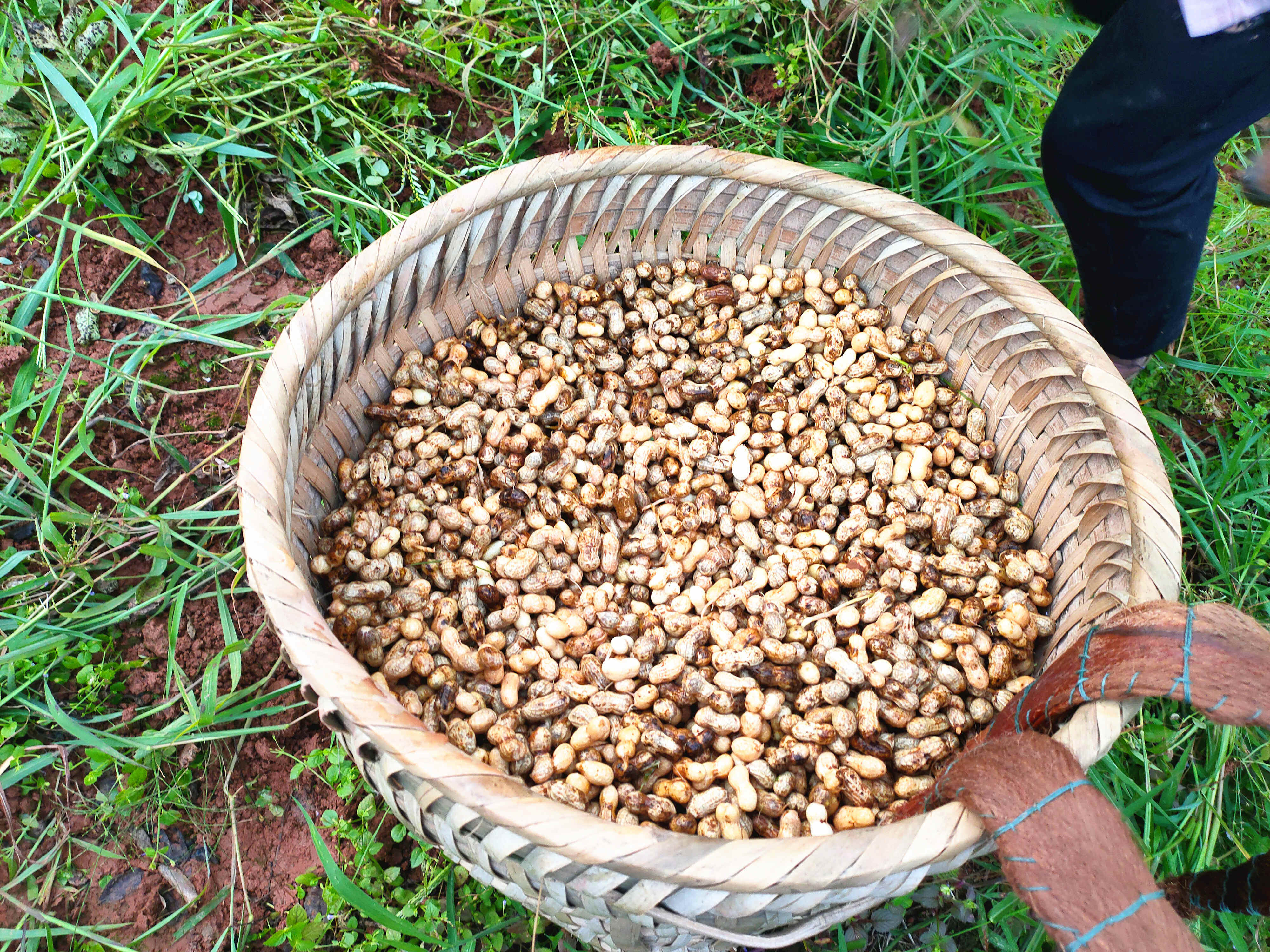 产地直销马边县特产自家晒干小花花生特级饱满新鲜花生