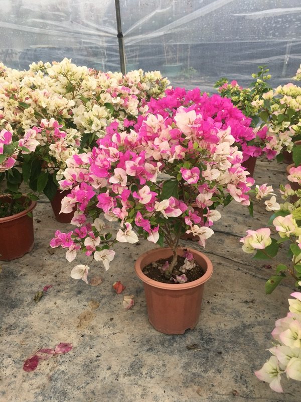 三角梅漳红樱百变蝴蝶四季勤花庭院阳台绿植绿植