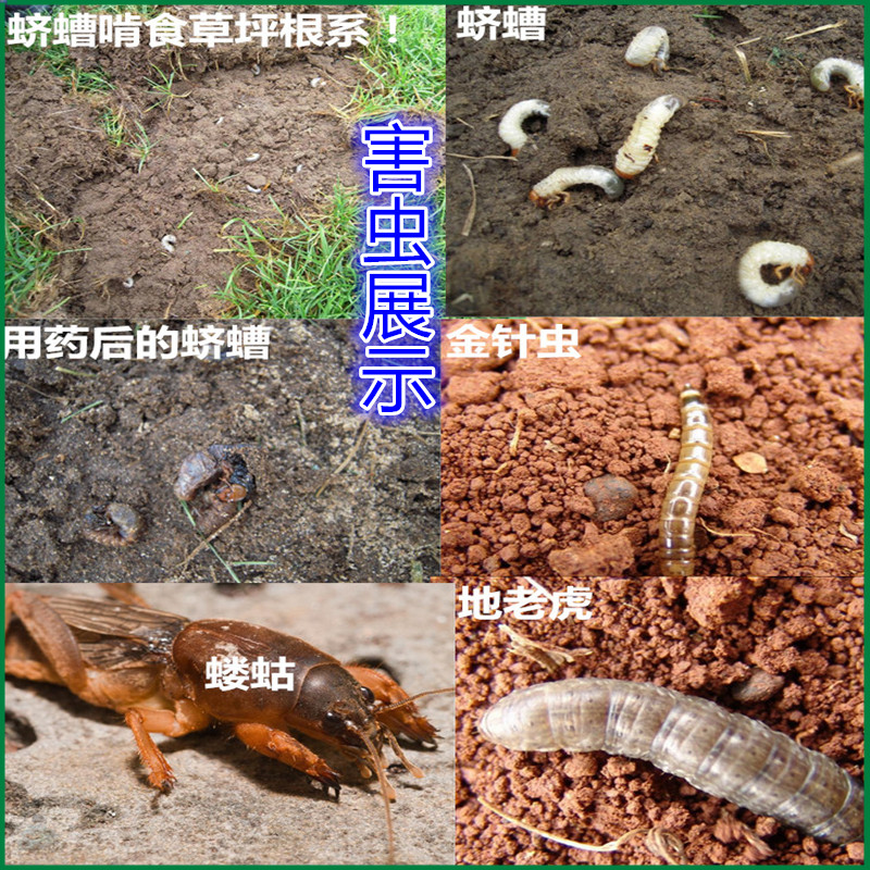 二嗪地下害虫杀虫剂蛴螬马陆千足虫鼠妇蜈蚣绿化杀虫剂