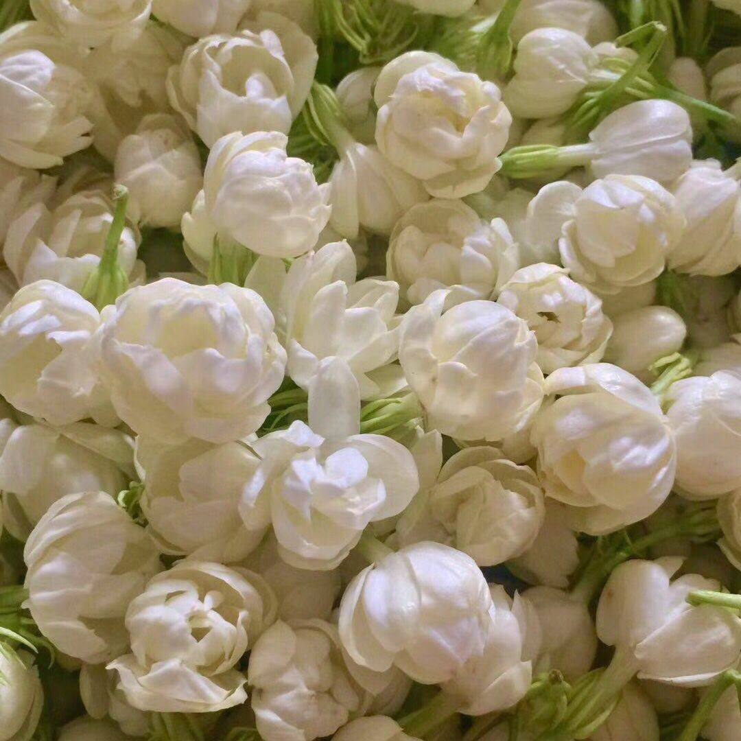 馥园小花茉莉纯露250ml超香shi锁水亮肤促进纯露