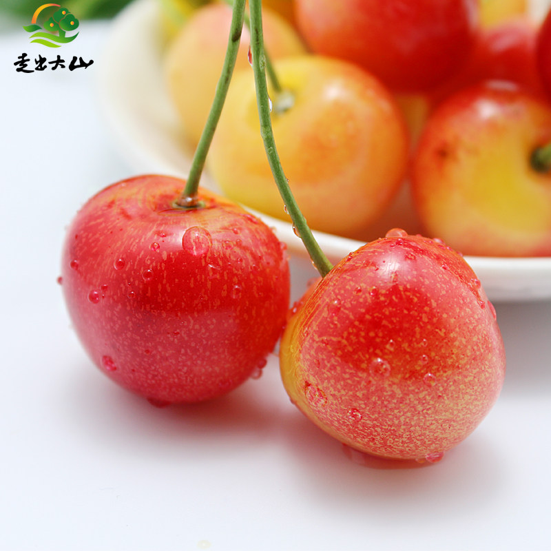 四川省汶川高山套袋金车黄蜜樱桃孕妇新鲜应季水果车厘子