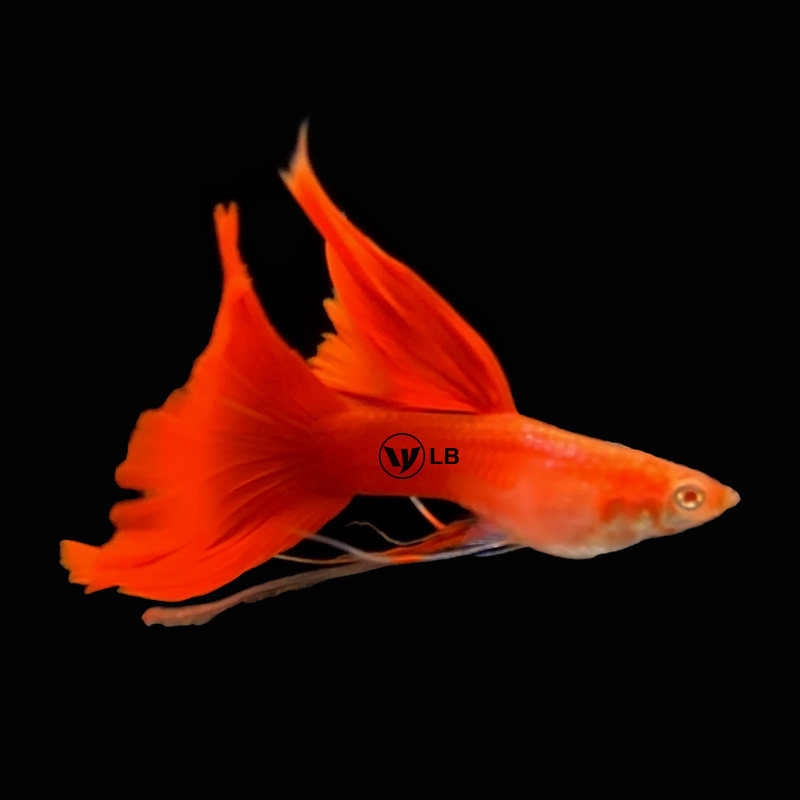 孔雀纯种精品品大背血红大全红凤尾鱼观赏鱼热带鱼鱼