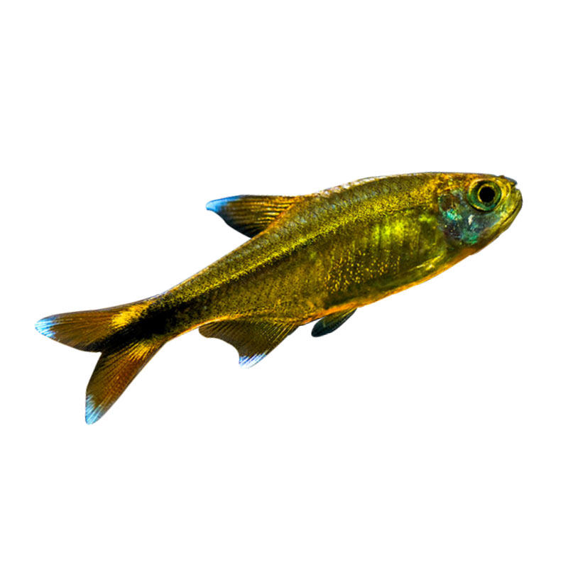 迷你灯鱼银尖热带鱼观赏鱼淡水鱼中层灯科小型鱼草鱼