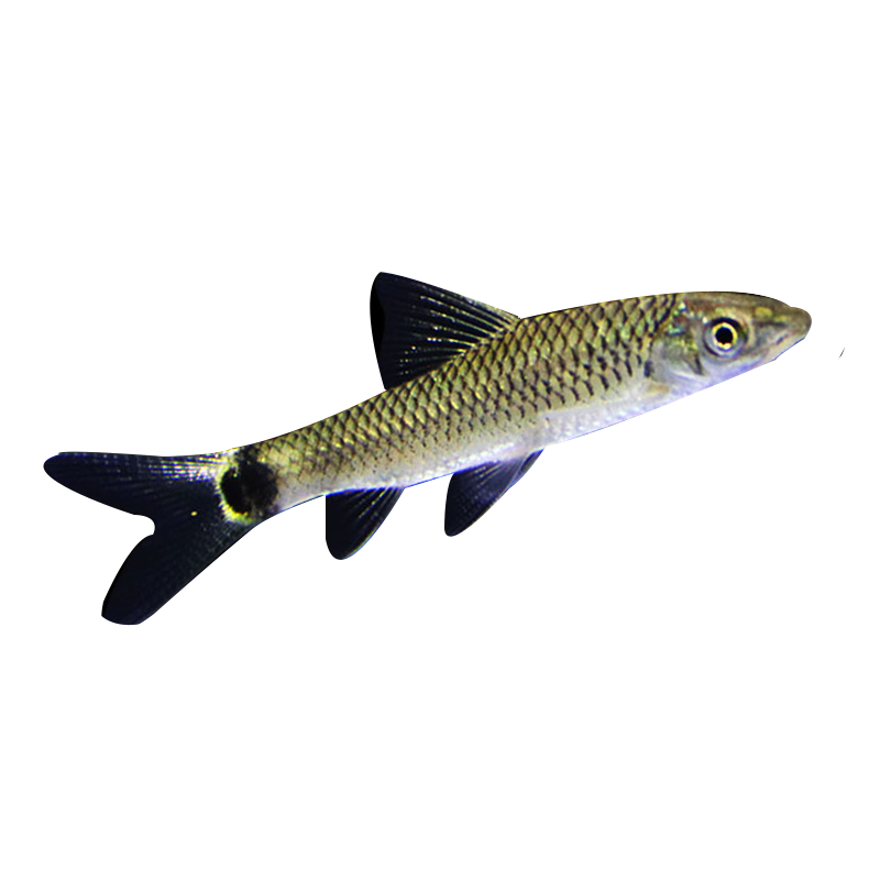 飞狐小猴黑线活体热带观赏淡水工具垃圾鱼黑毛鱼