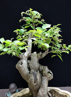 0厂促榆树盆景植物文人型绿植造型老桩高提i根抱石大型室内悬崖式角函