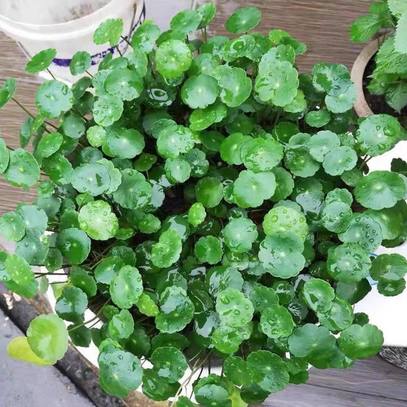 水养水培植物铜钱金钱净化水质空气绿植四季水草
