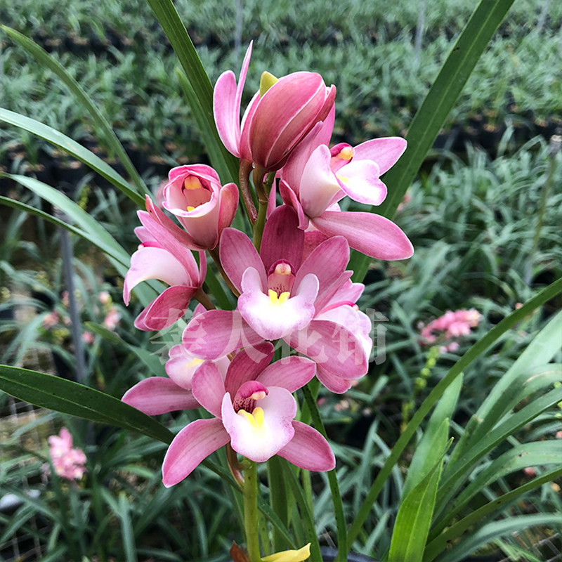 袭人樱花花香妃建四季兰花花苗夏带花苞出售时令草本花卉