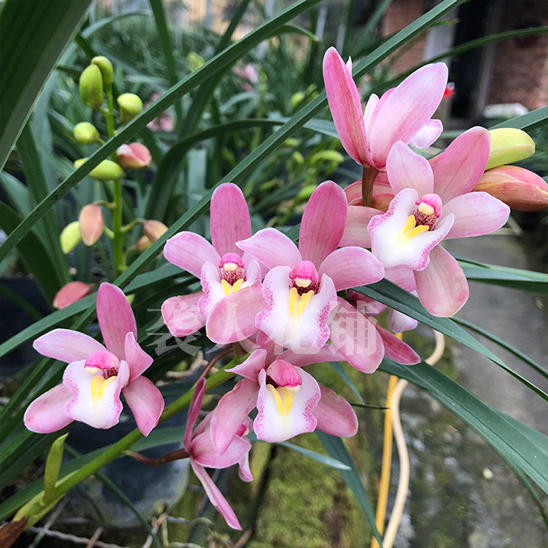 袭人樱花花香妃建四季兰花花苗夏带花苞出售时令草本花卉