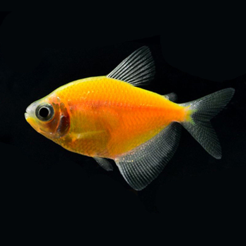 天使柠檬糖果青苹果天使鱼老虎蓝天使小型热带观赏鱼鱼