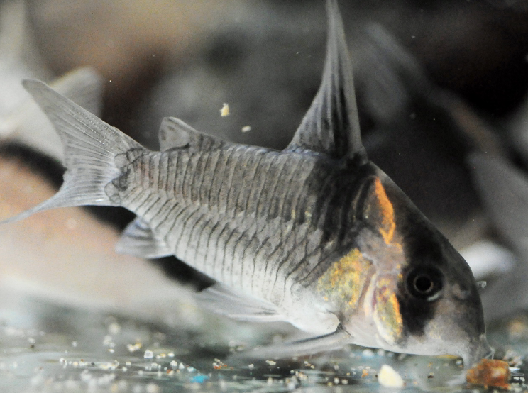 黑剑红头南美野生鼠鱼cw04557公分鱼