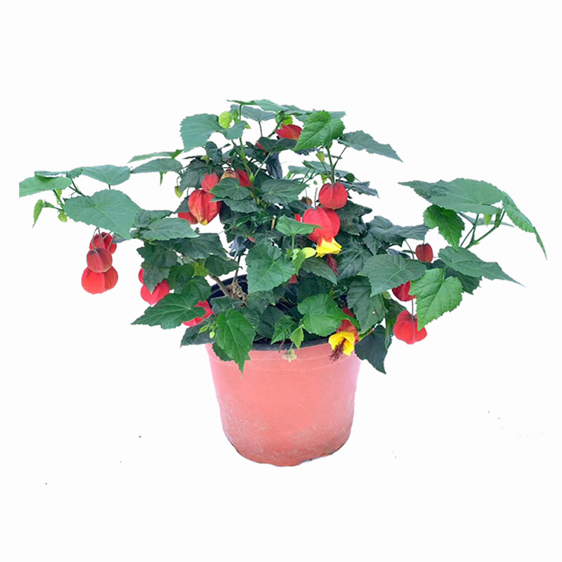 灯笼花蔓风铃藤本爬藤植物花卉盆栽室内外好养花卉