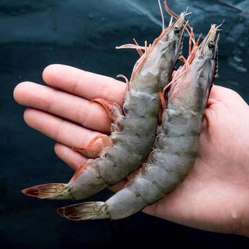 大虾野生海3040对虾特级冰冻青虾新鲜净重3.6斤活虾