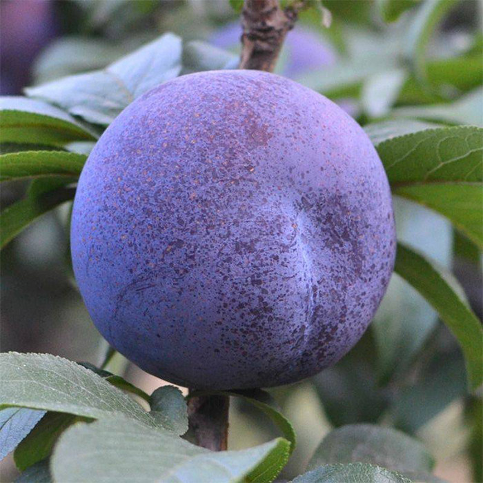 四川大巴山庙安李子新鲜脱骨脆甜现货脆红李现摘李子