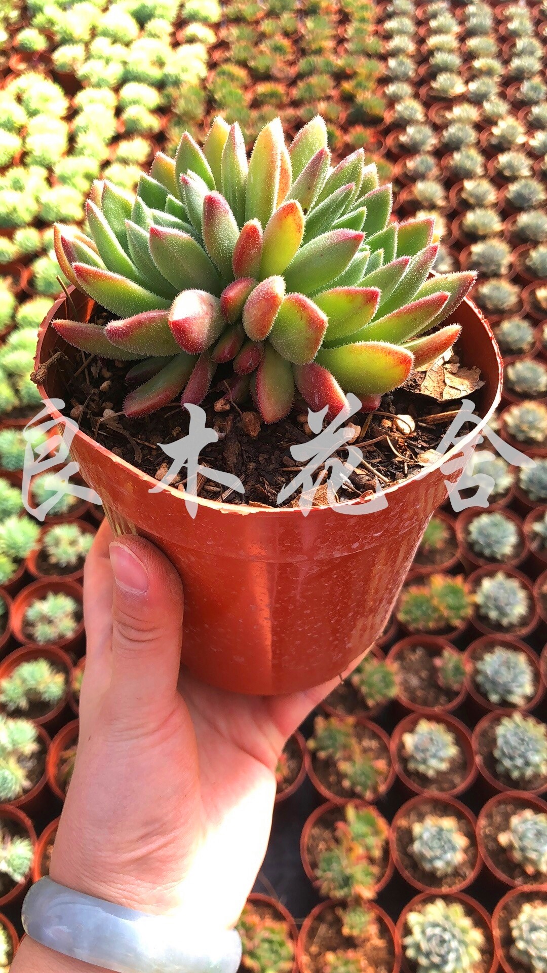 红唇多头群生多肉植物盆栽花卉甲醛防辐射净化空气多肉植物