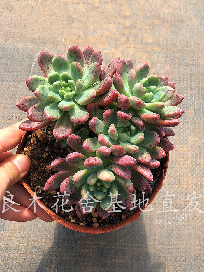 云南基地直发香奈儿多肉稀有贵货良木花舍植物盆栽防辐射38包邮