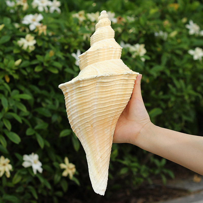 澳洲黄长香螺公角天然贝壳海螺供佛密宗道士号角海螺
