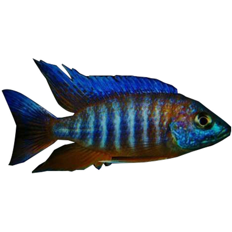 兰寿金鱼活体冷水观赏鱼红白锦鲤淡水鱼好养活体纯种小型观背青鳉