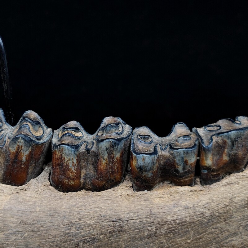 化石标本冰河时期野牛下颚颚骨牙齿原石古生物摆件