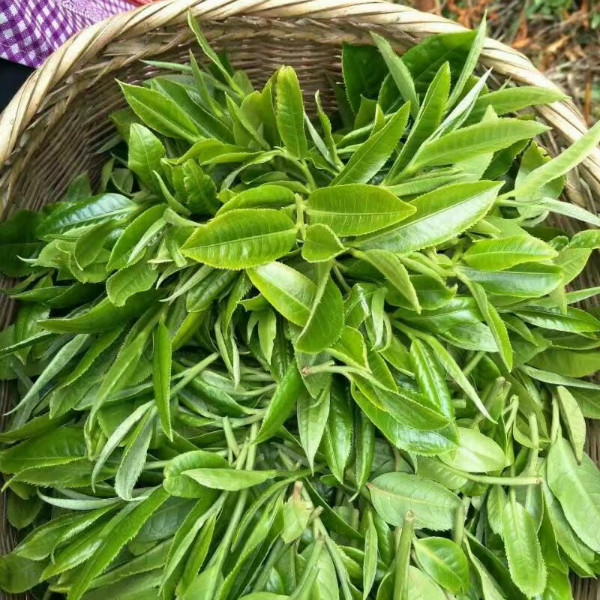 普洱茶500g云南大叶种茶青茶普洱生茶散2022年高普洱