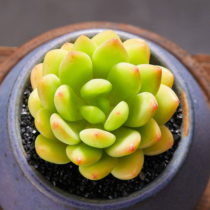 春萌多肉植物室内迷你绿植景观组合盆栽花卉多肉植物