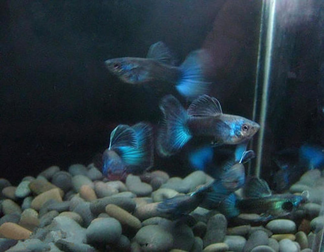 纯种孔雀鱼凤尾鱼冰蓝草尾马赛克热带活体鱼淡水小型鱼包活包邮