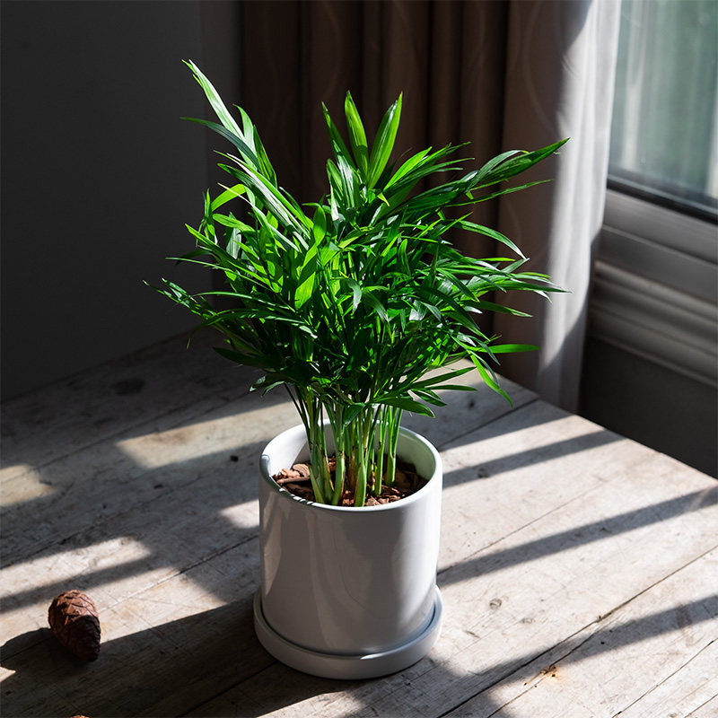 mofacoco养活袖珍椰子耐阴小盆盆栽办公办公室室内绿植