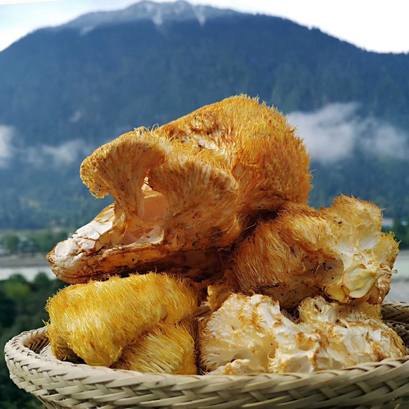 猴头西藏土特产嘎朗林芝波密县野生干货猴头菇
