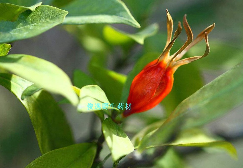 栀子野生中药材枝子黄栀子木丹精选其他药食同源食品