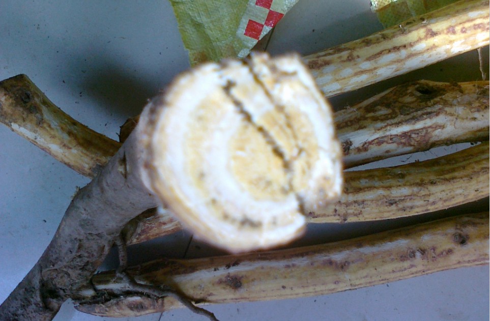 野生中药材吹风藤岗梅根土甘草牛奶藤秤杆根干品片