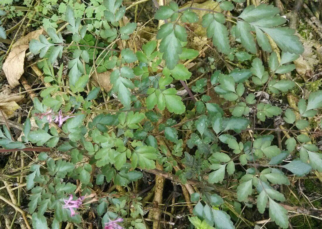 精品野生中药材夏天无 一粒金丹 野延胡 伏地延胡索 落水珠 干品