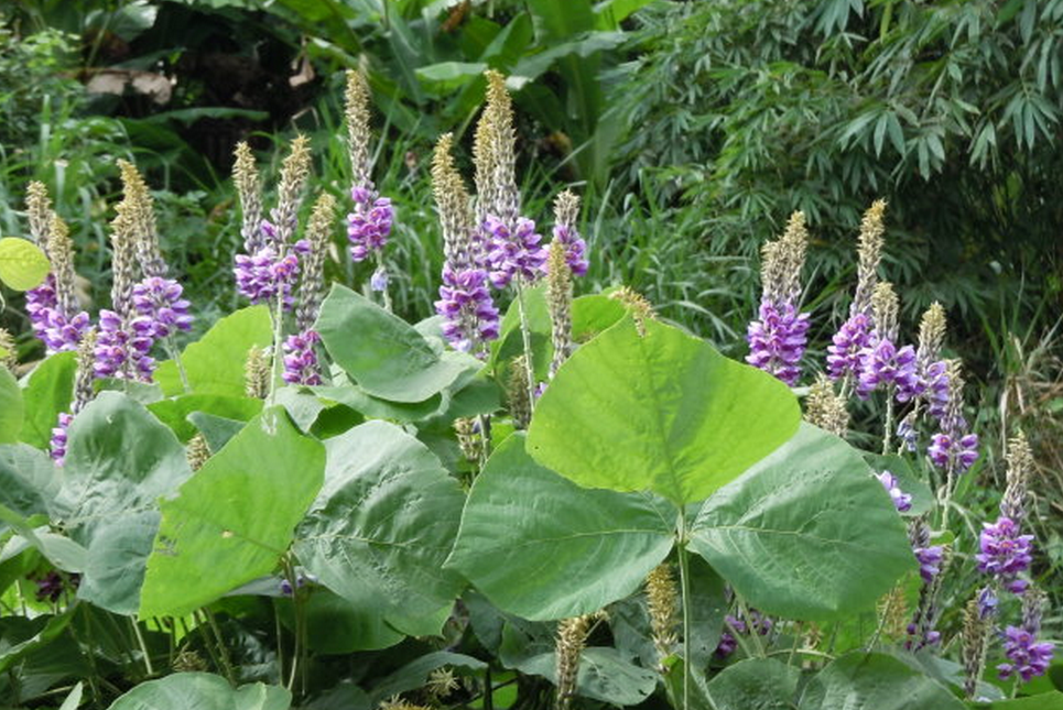 花草茶野生葛花茶 纯葛花茶 葛根花葛藤花 解酒茶醒酒茶干货_爱酷商城